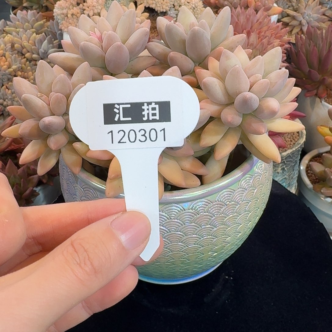 精品多肉植物120301