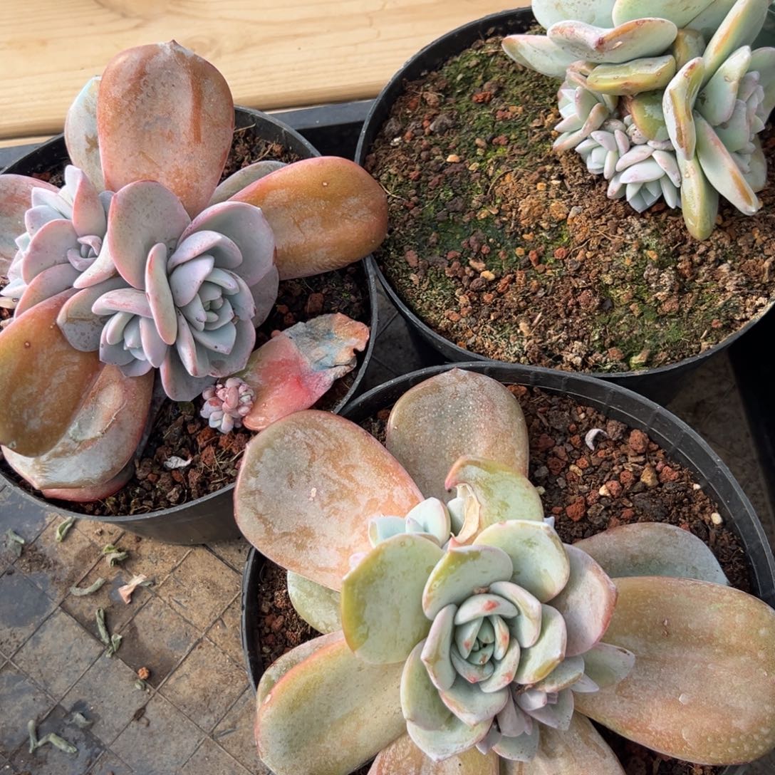 新年快乐 新年快乐