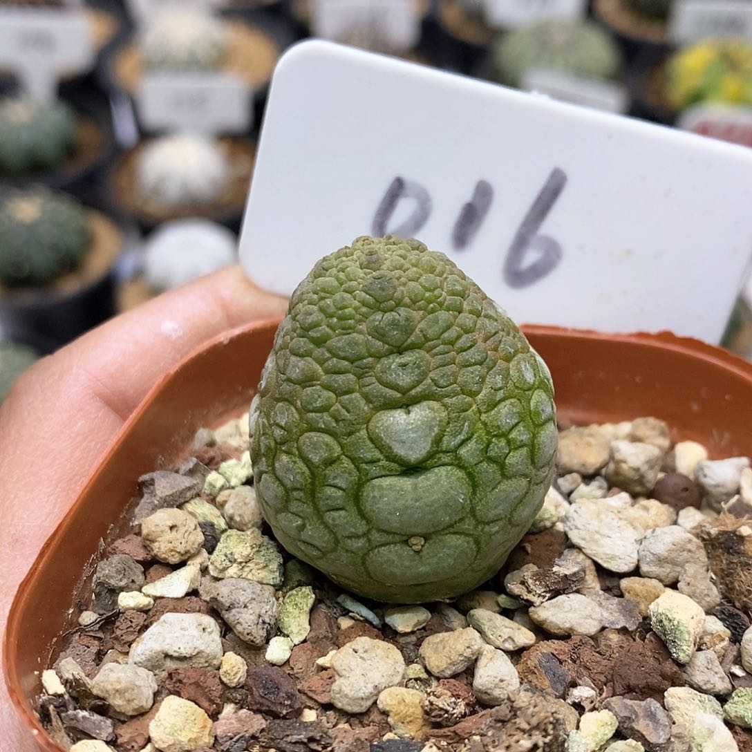 开播福利了特价来了来喽