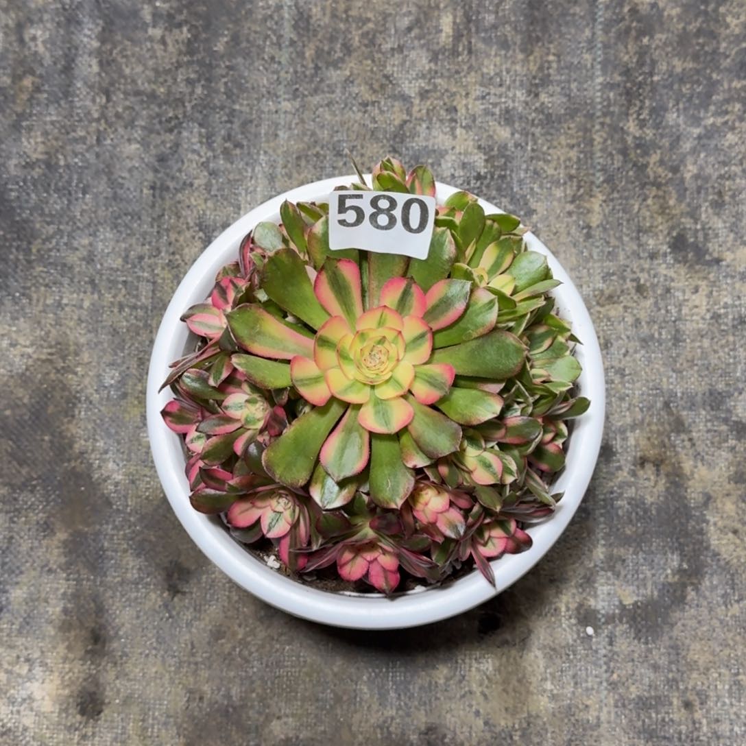 ღ**南580！荔枝法师多肉植物