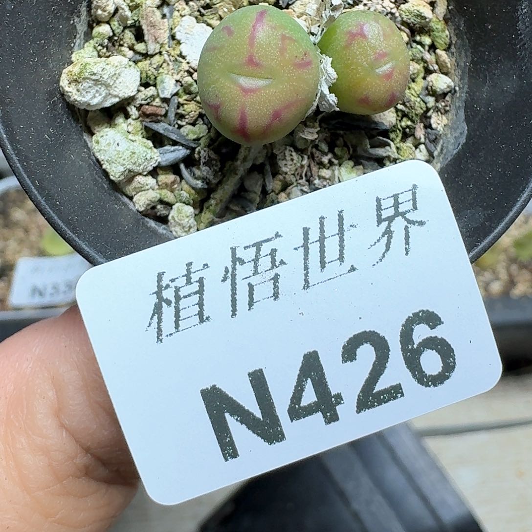 426号多肉植物哇f f