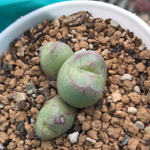 多肉肉锥 猴脸杂