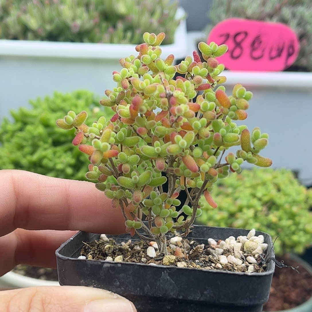 A****蜜桔糖球优选枝干