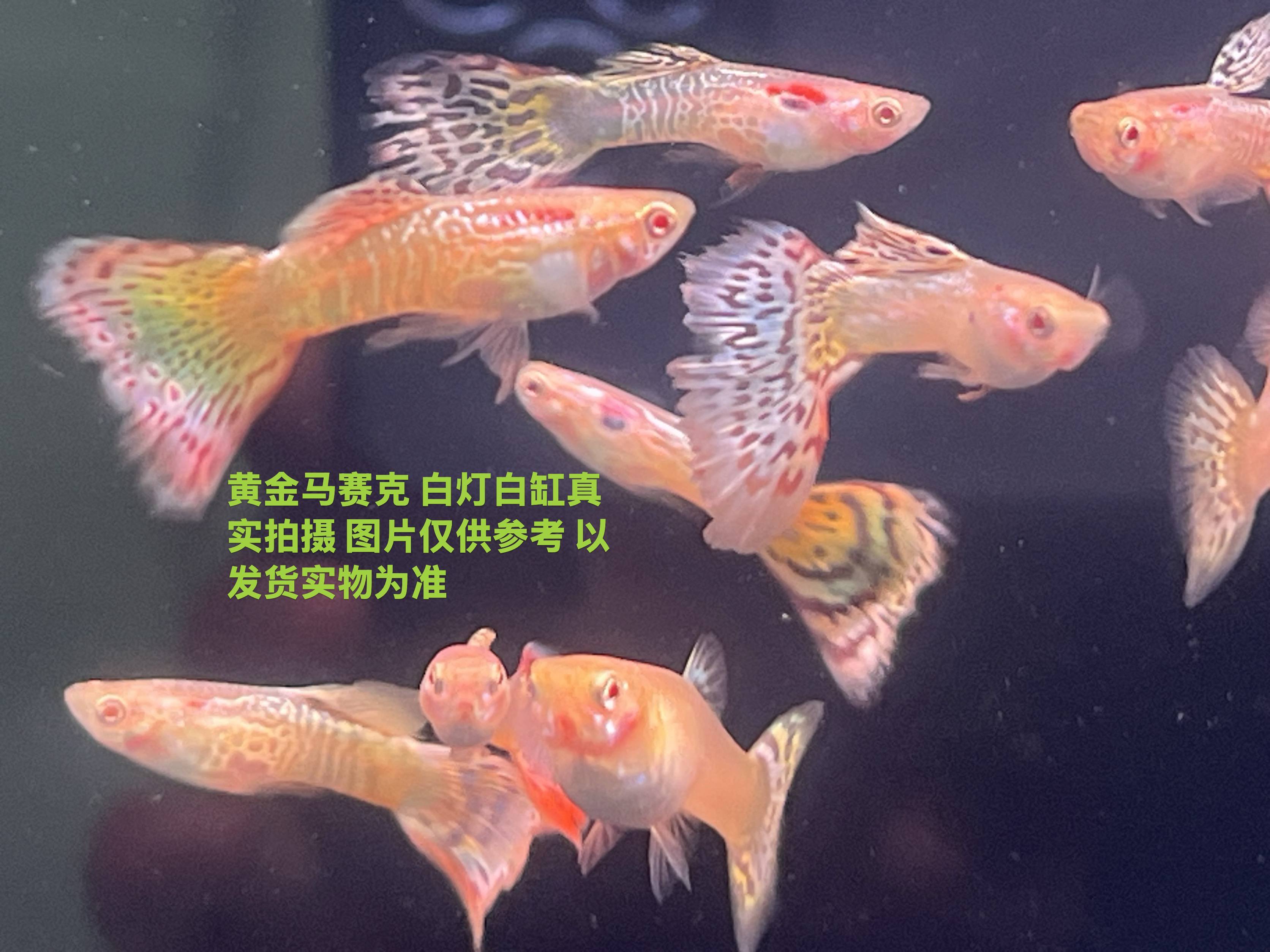 黄金马赛克孔雀鱼小型热带淡水好养观赏鱼（签收2小时不包赔）