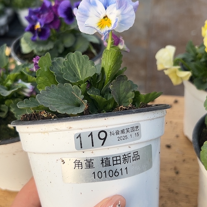 红陶抖音直播闪拍119