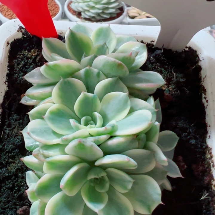 704号娜娜小勾群锦多肉