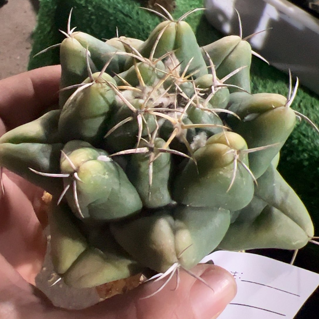 实生象牙仙人球632