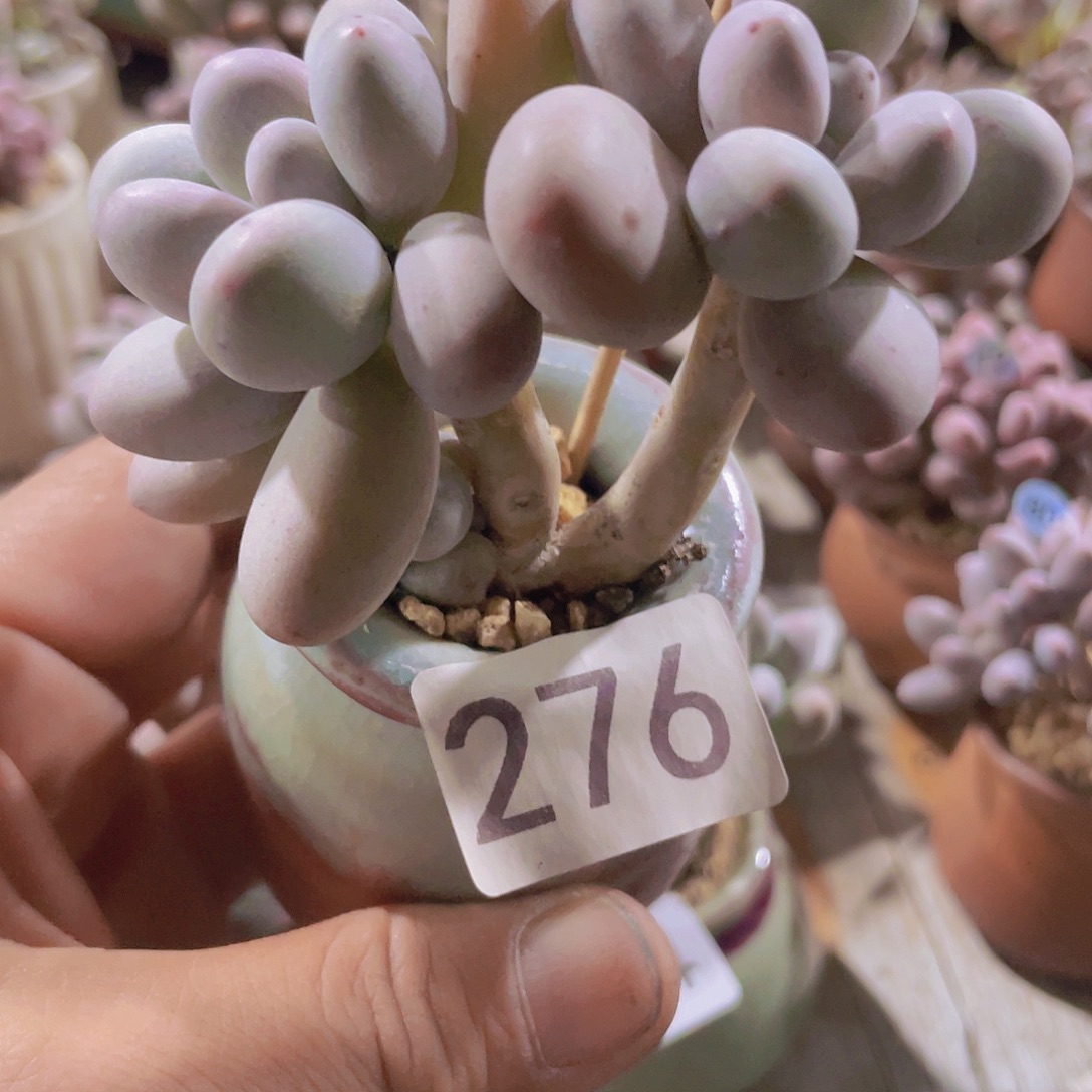 梓恩奶酪多肉植物