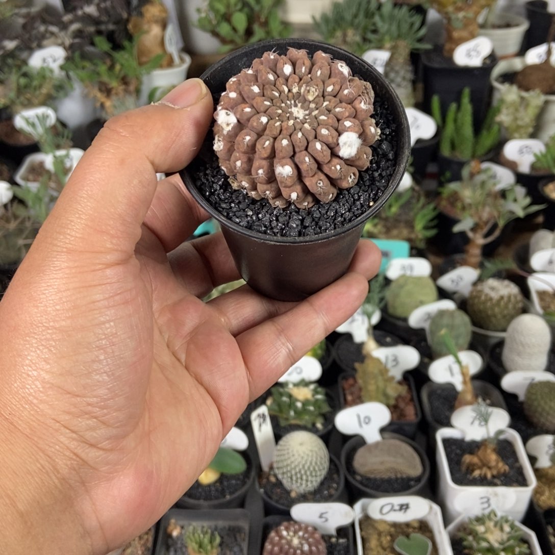 雷头一个一物一拍