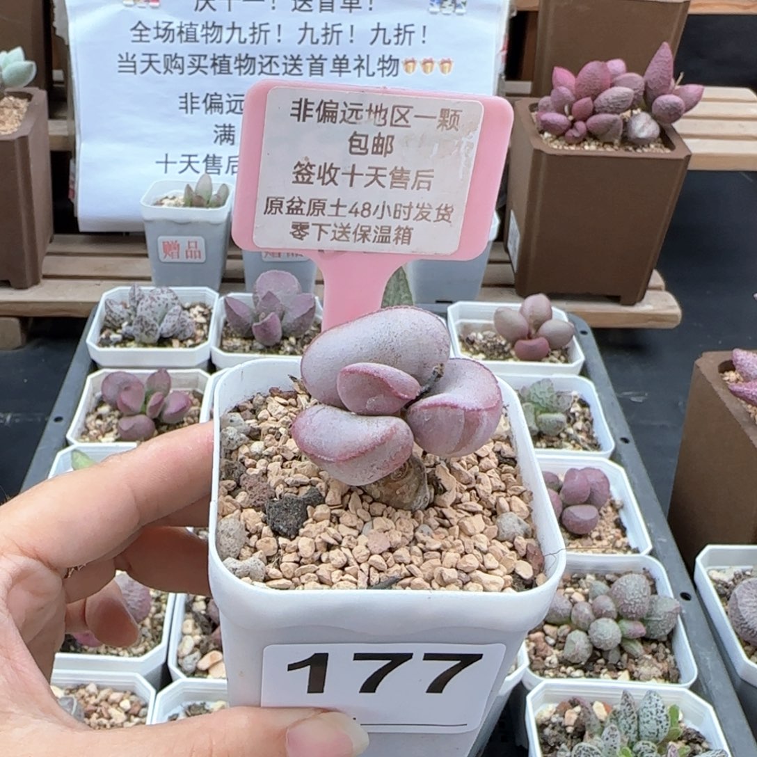 177白肌红蛋多肉植物