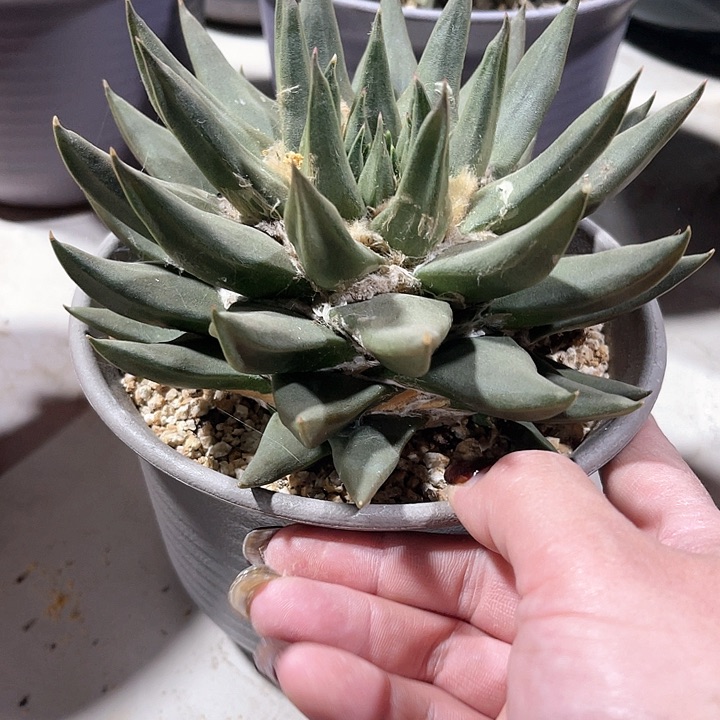 偶*仙人球仙人球开花