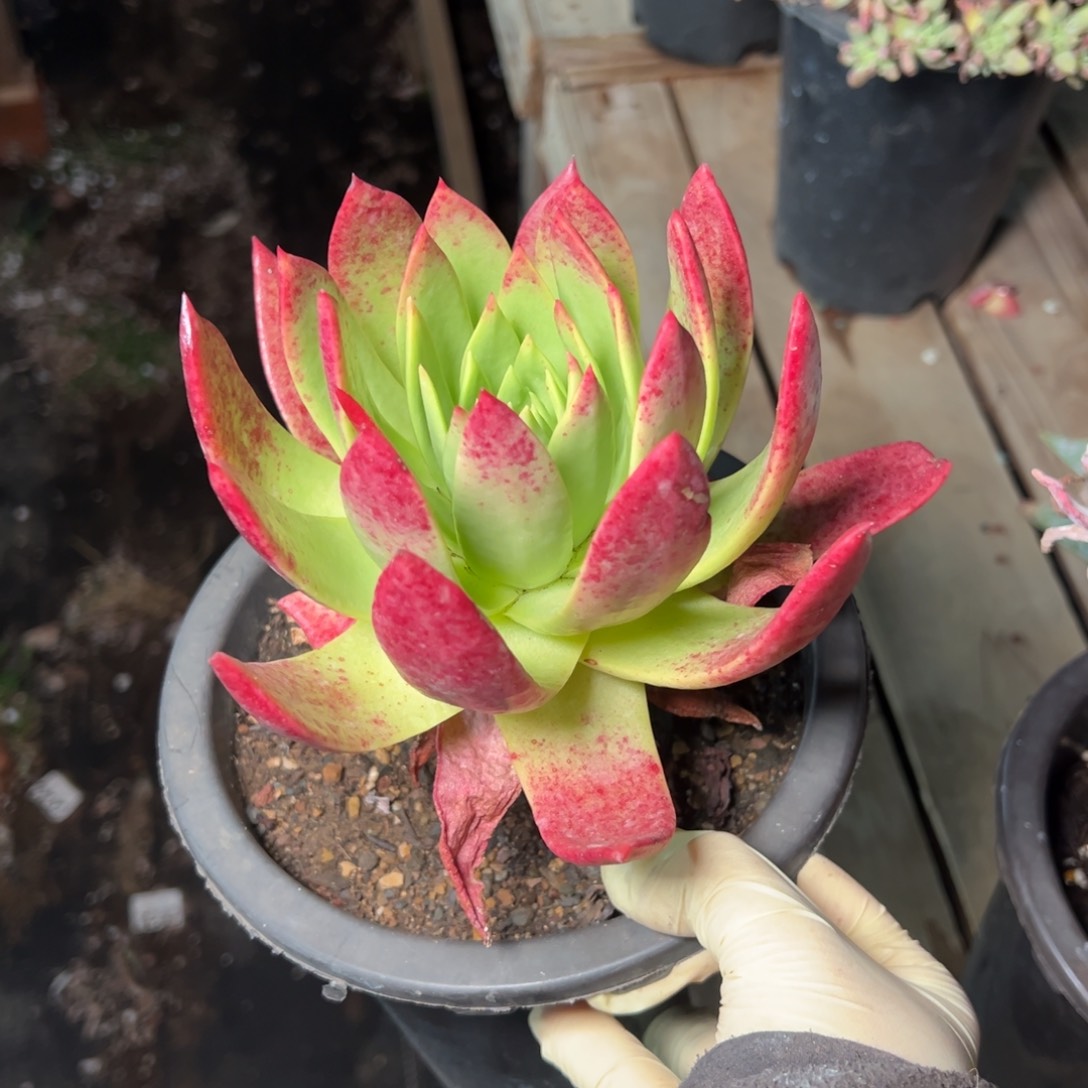 2801哈哈哈哈哈哈哈哈哈多肉