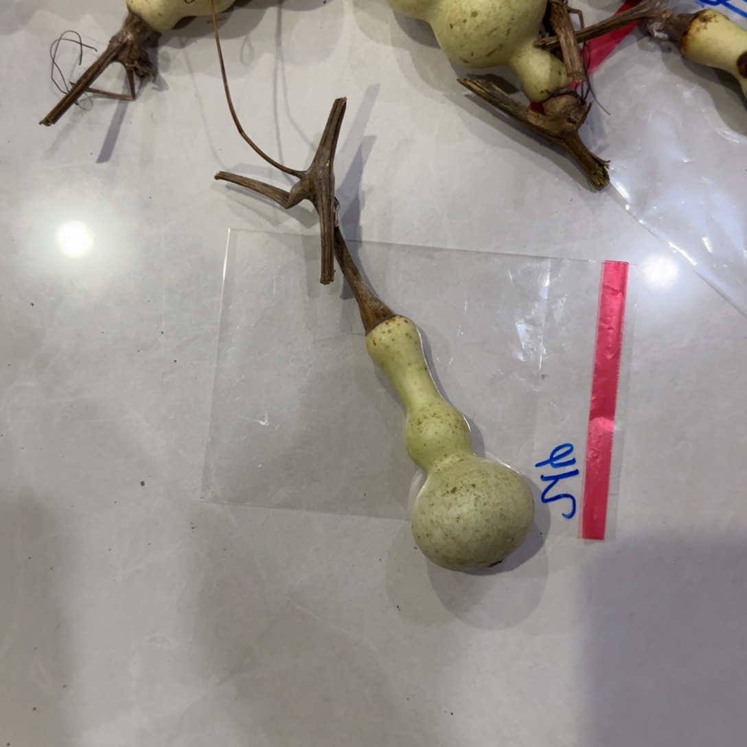 极***星青皮不包成青皮不包成