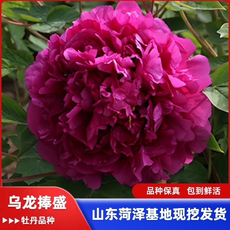 【乌龙捧盛】牡丹菏泽重瓣牡丹大花重瓣好养耐寒