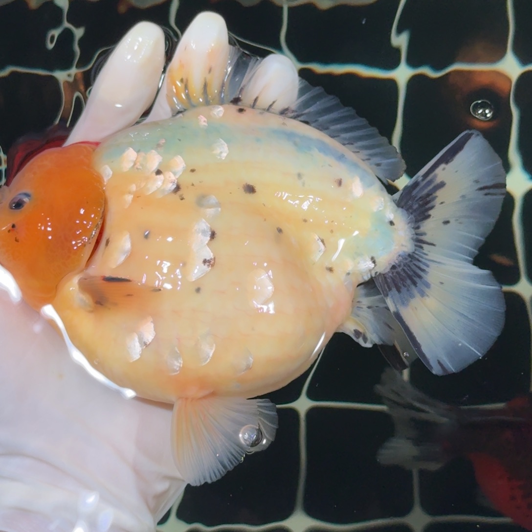 金鱼精品高货短尾狮