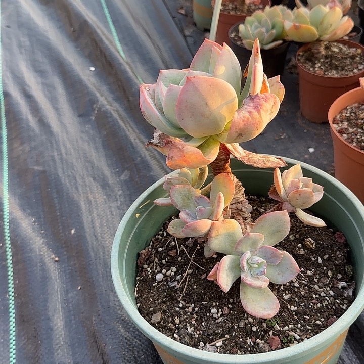 ?****?365不售后血凤脱土发货不退不换