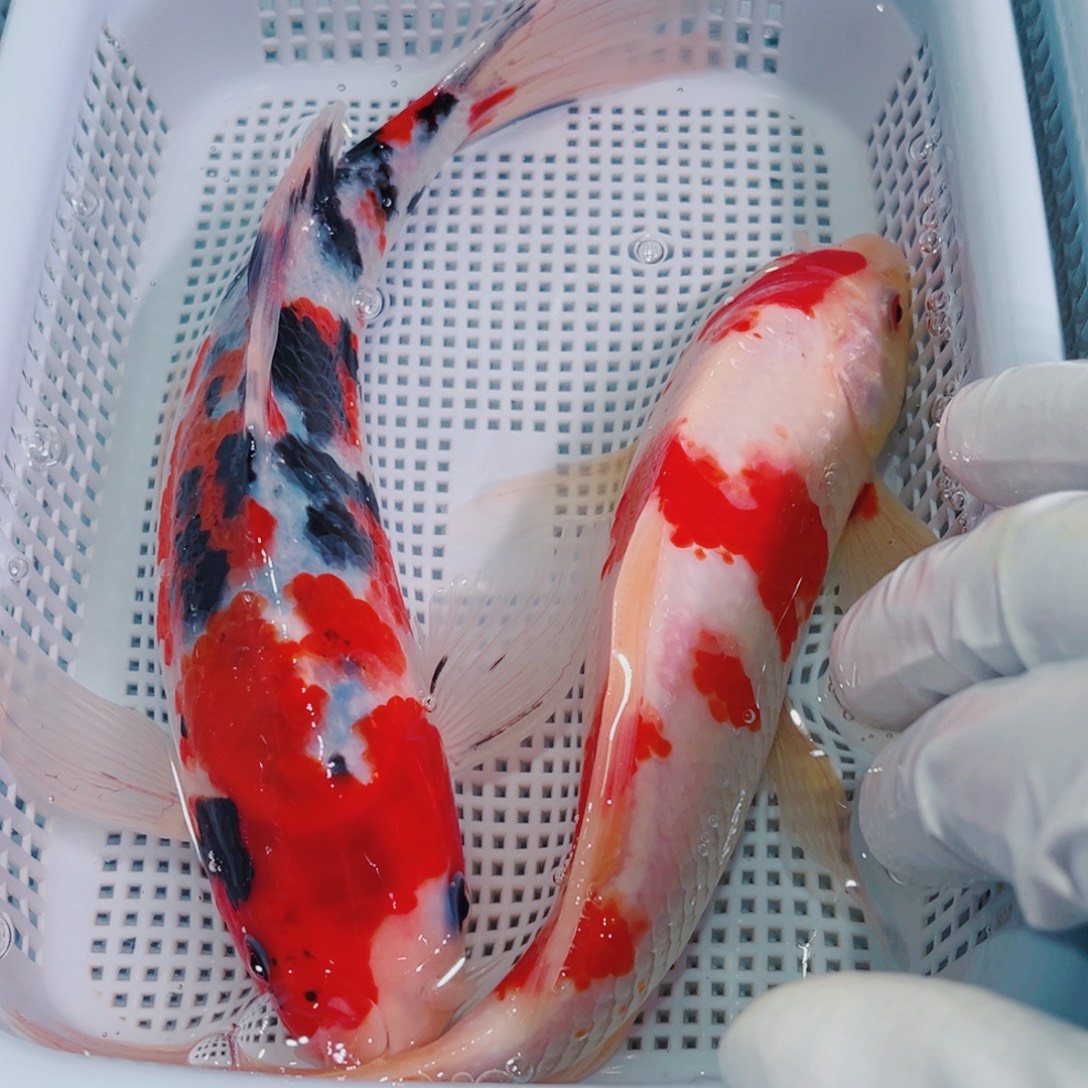 锦鲤锦鲤冷水鱼观赏140