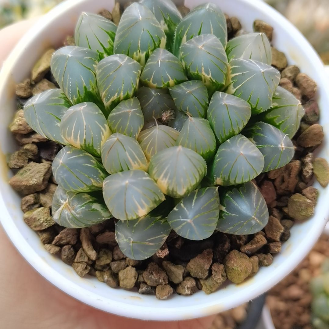 288号霓虹灯玉露锦一物一拍带盆土发货