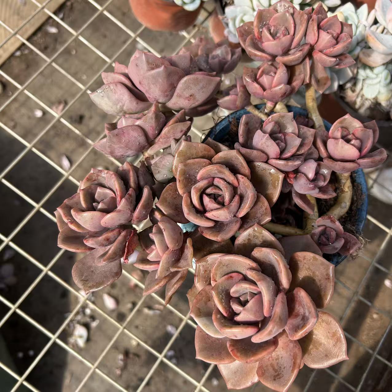 露养区多头琉璃盏叶展18-20CM  多肉