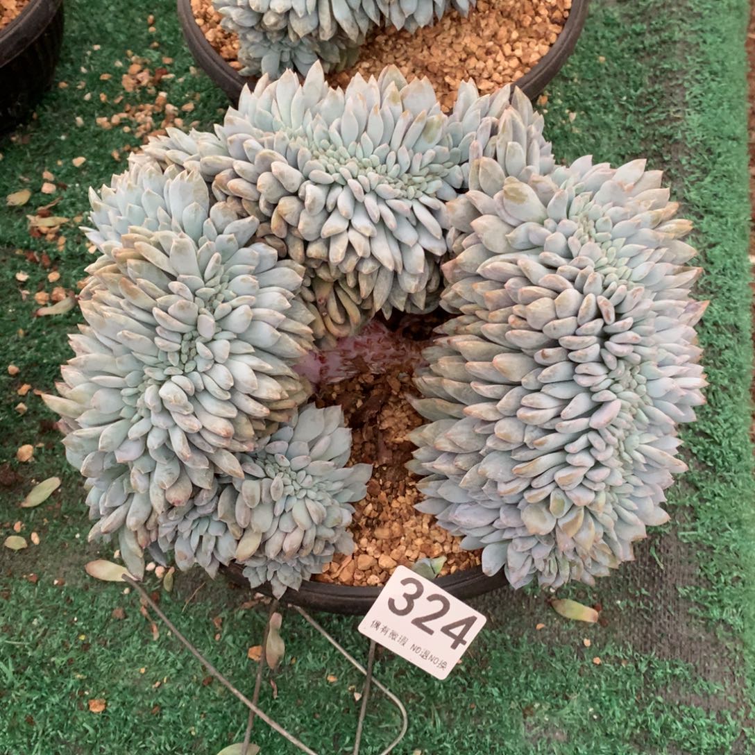 324橙子缀化多肉植物