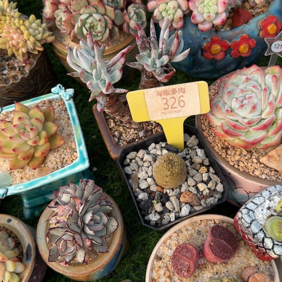 啥***有多肉植物快更系列零体育