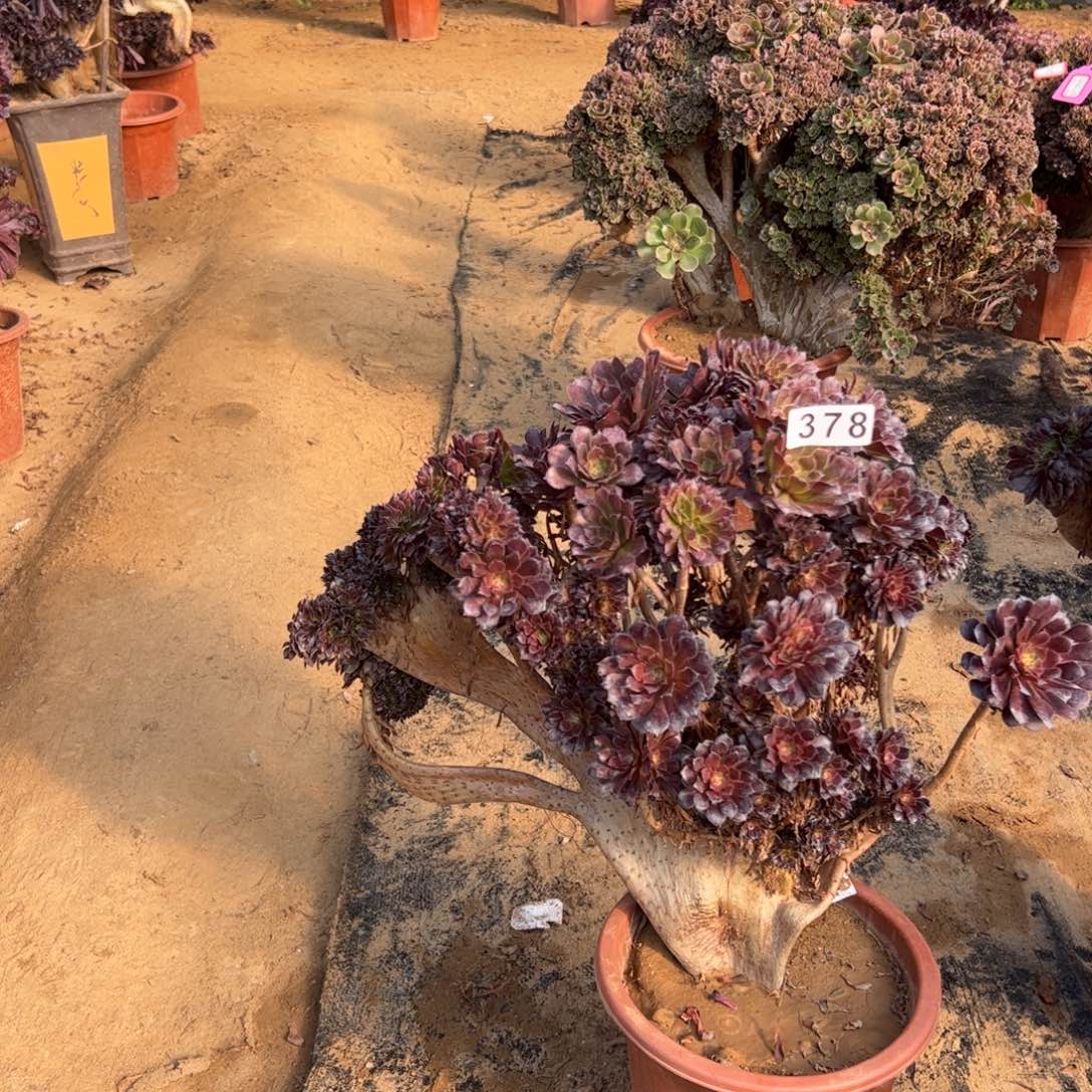 有伤铜壶朵378官府40