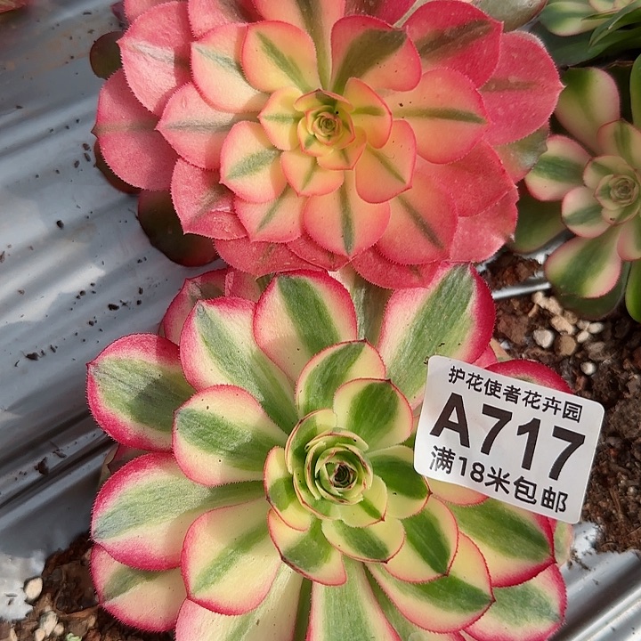 多肉法师淘宝福利