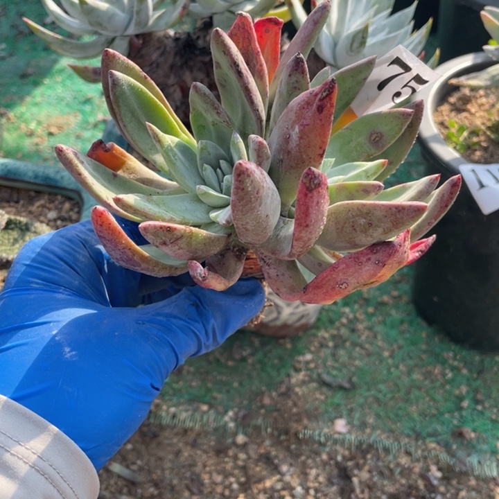 75号苹果叶仙女杯多肉