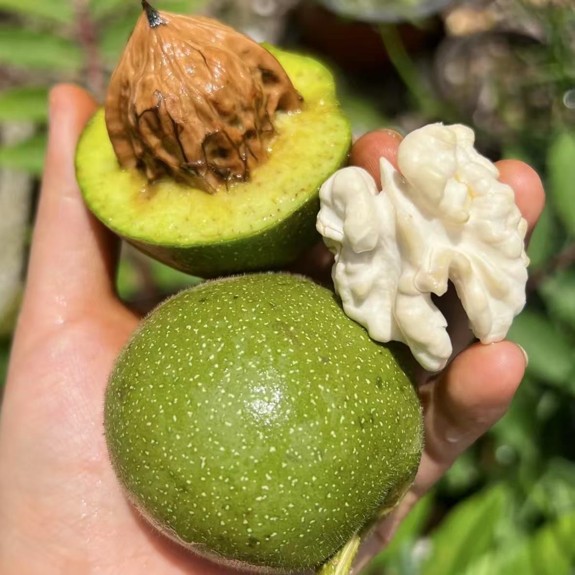 【水果核桃】大凉山去青皮鲜核桃孕妇小孩水果老树脆嫩清甜