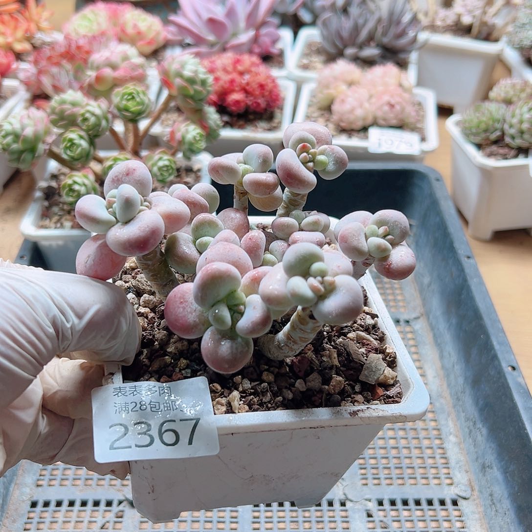 多肉一物一拍2367