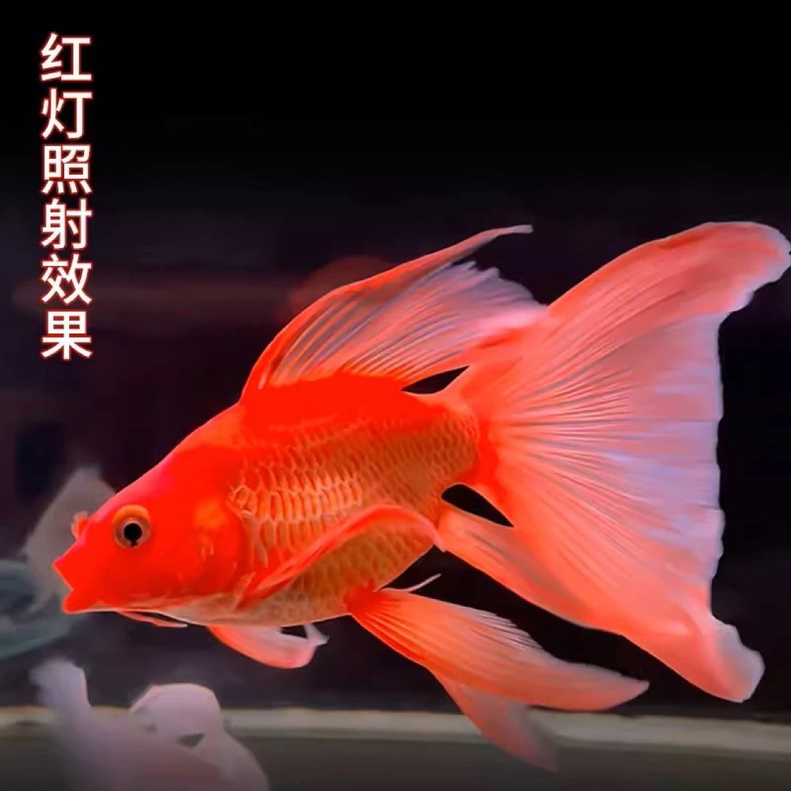 16-20cm台系蝴蝶鲤精挑短身大鳍长尾高端冷水观赏金鱼苗好养耐活