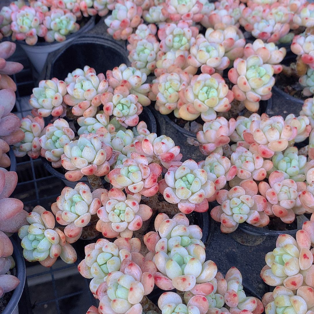 樱花罗琦345678899000