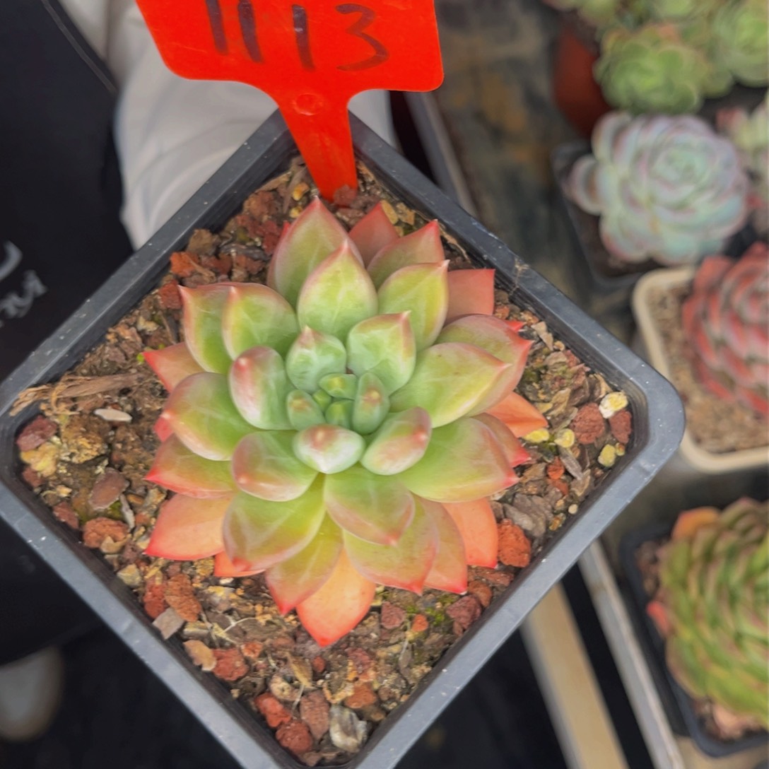 1113号晚上多肉植物群生多肉