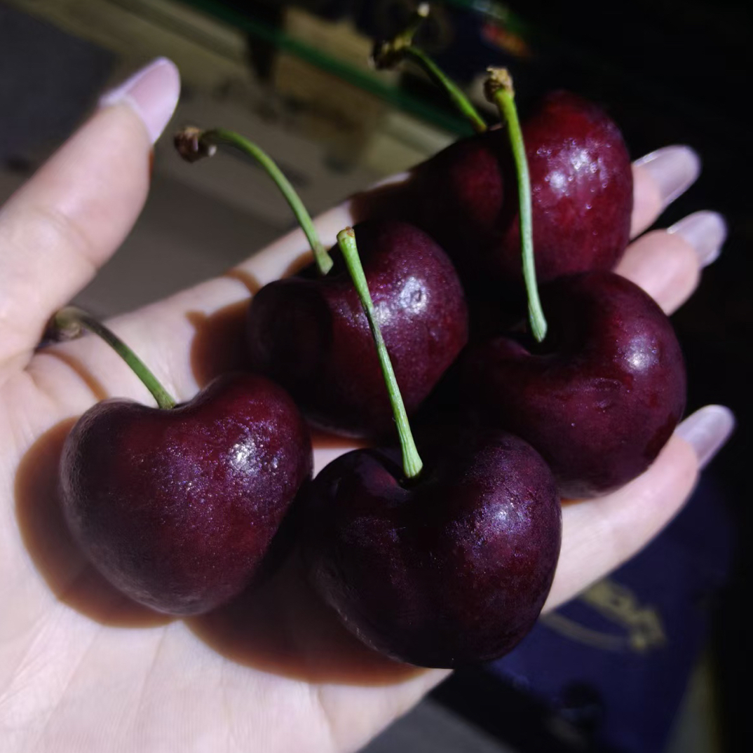 [南宁同城小时达]4JD新鲜海运桑提娜智利进口车厘子整箱2500克（十个坏果不在售后范围内）智利