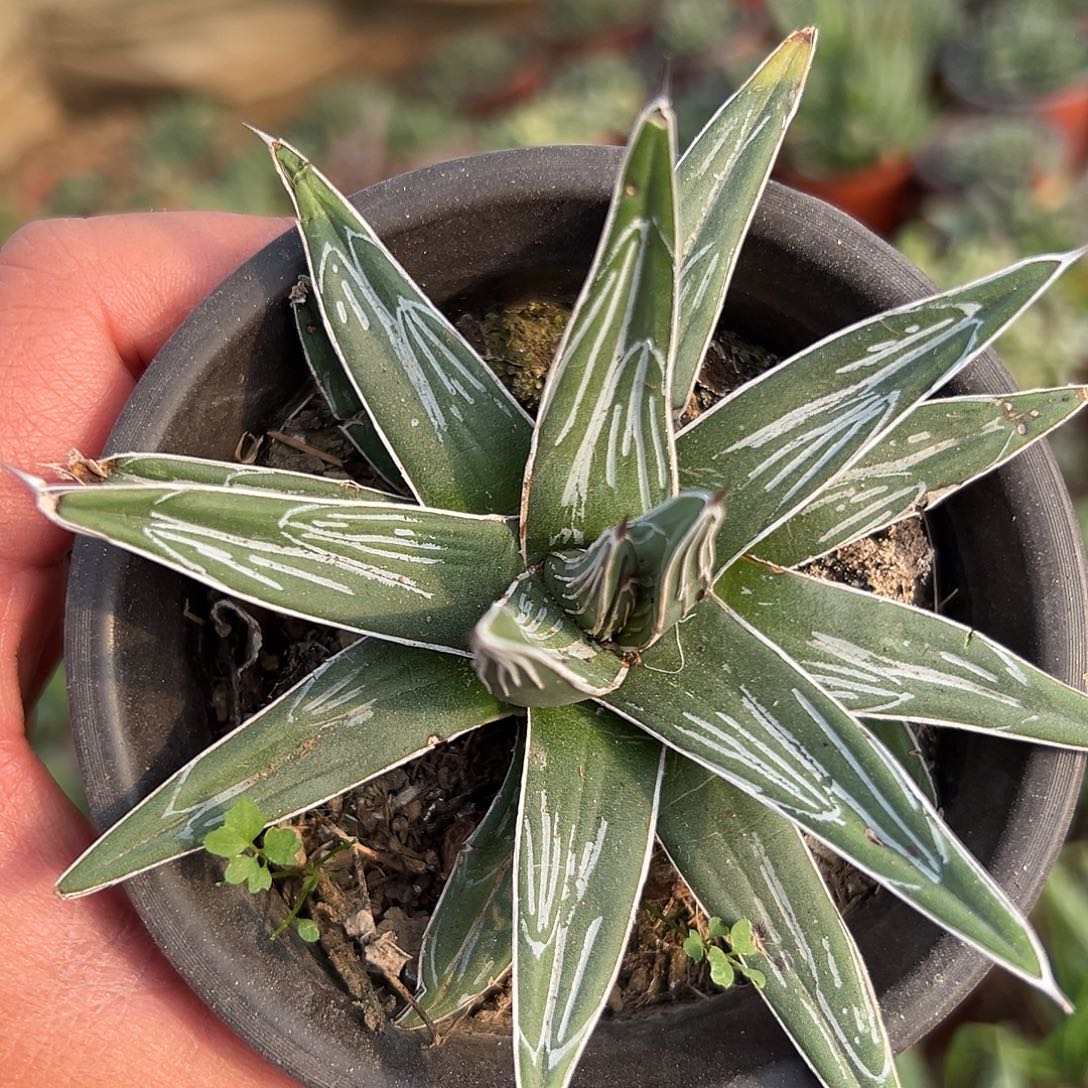 多肉植物直叶屉之雪