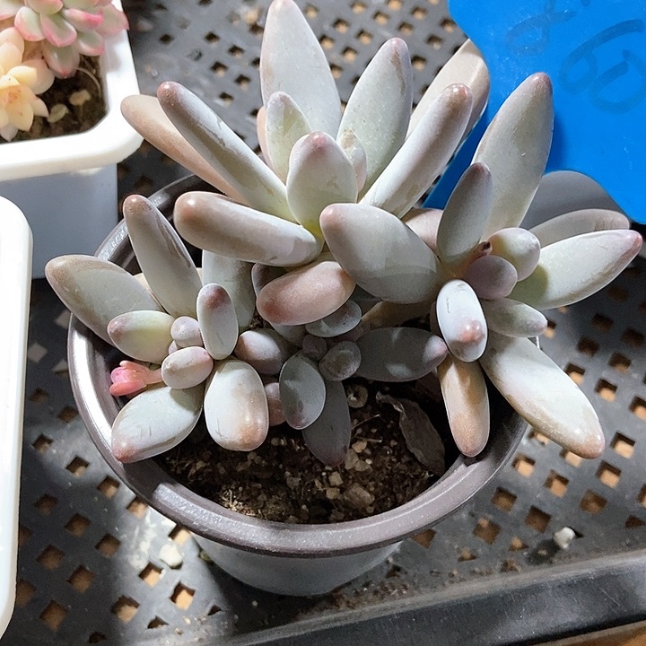 多肉植物白兰地860