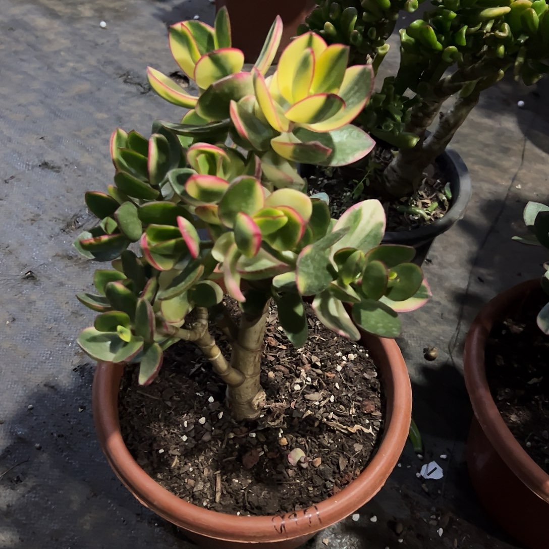 稀有新花月锦脱土发货9951