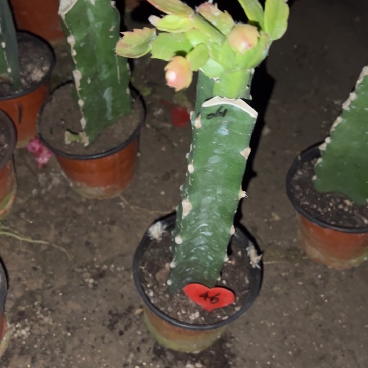 三***妈当前无花栽培后可以开花061  46