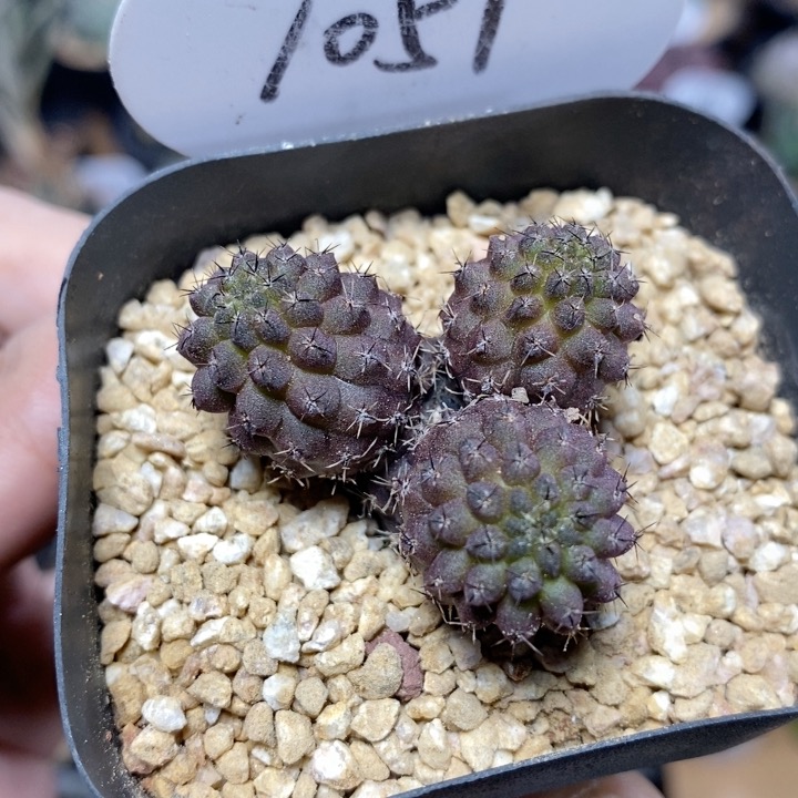 1051号群生豹头4cm