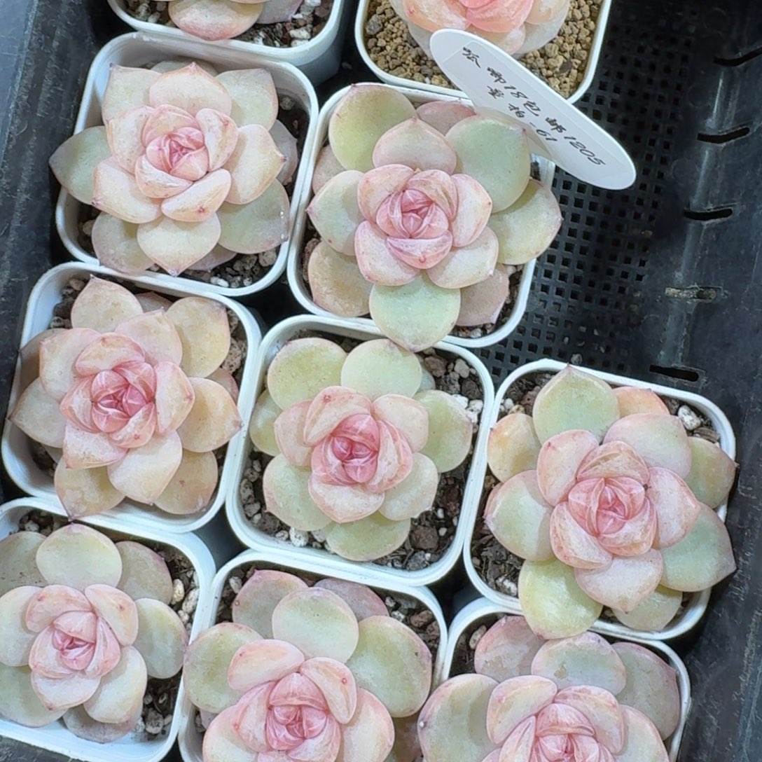 1205-061-小桃花一颗量拍