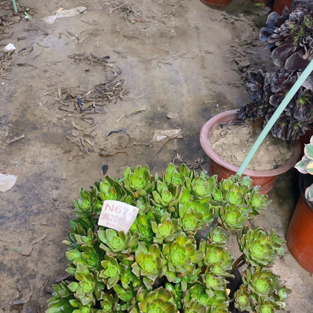 674甜茶中斑多肉