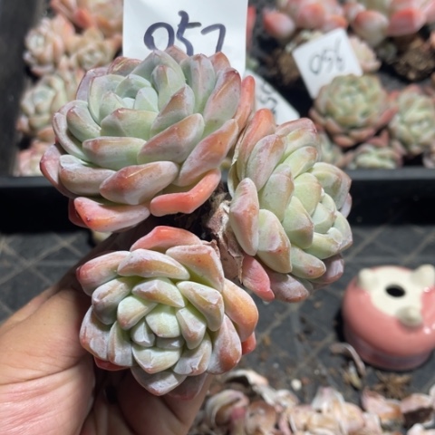 057冰玉3头大粗腿老桩10厘米