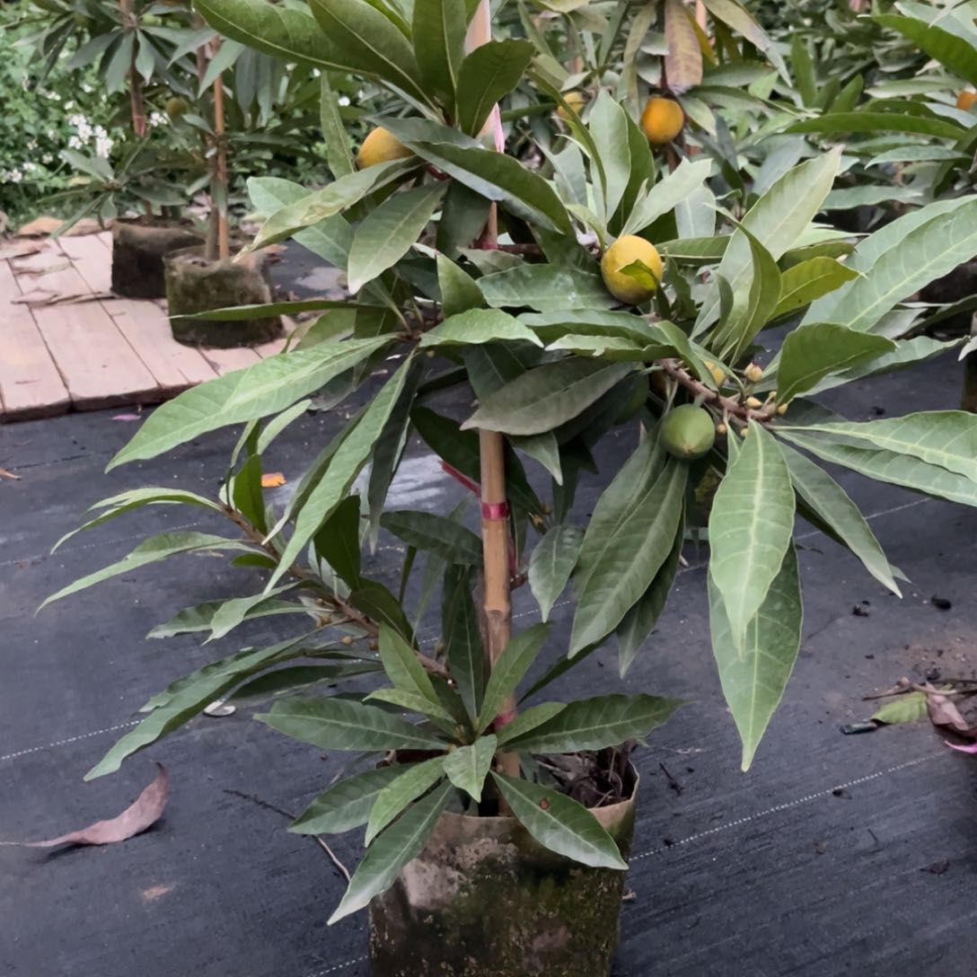 无花朵枫*dddddddddddddd