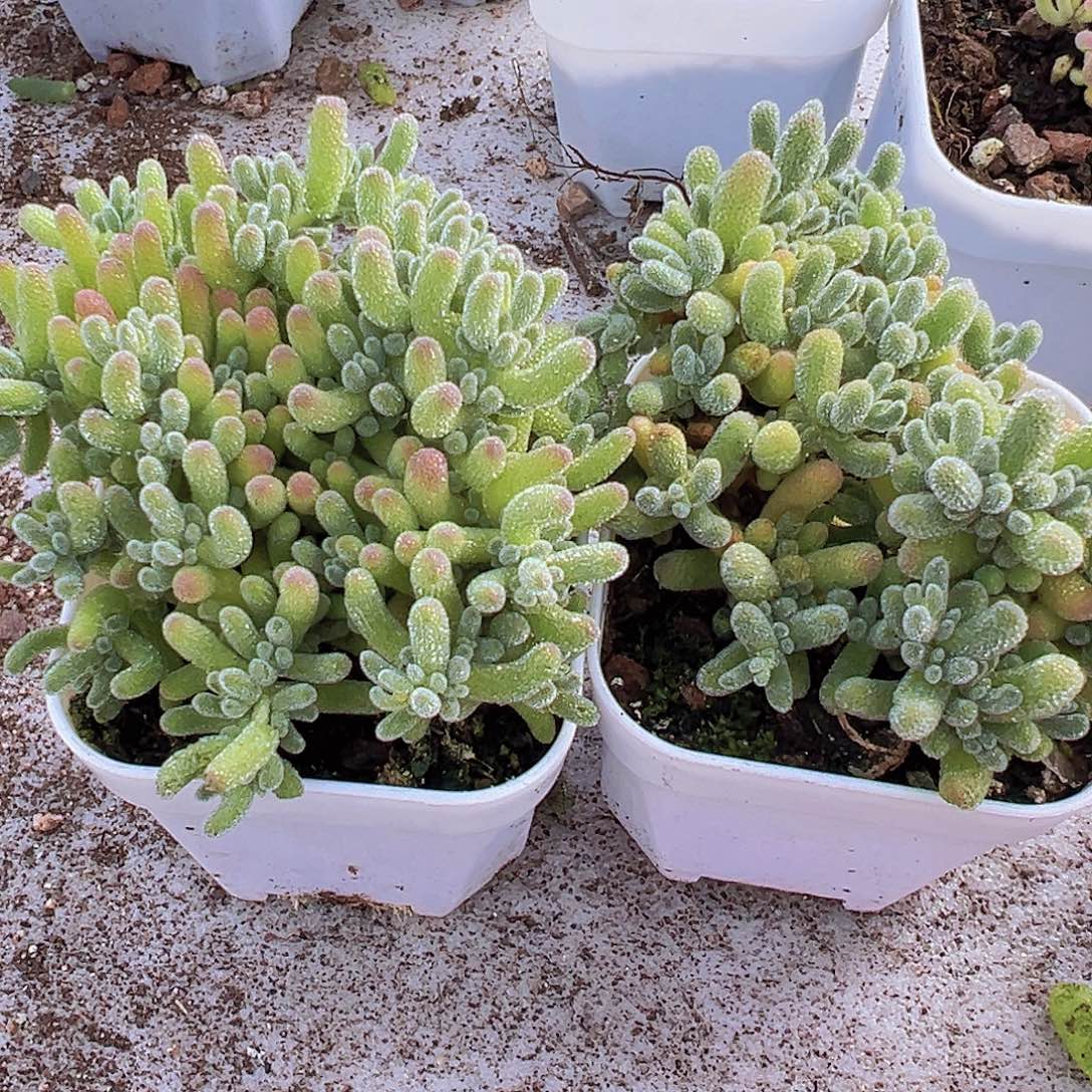 冰晶冰水晶组合2颗多肉