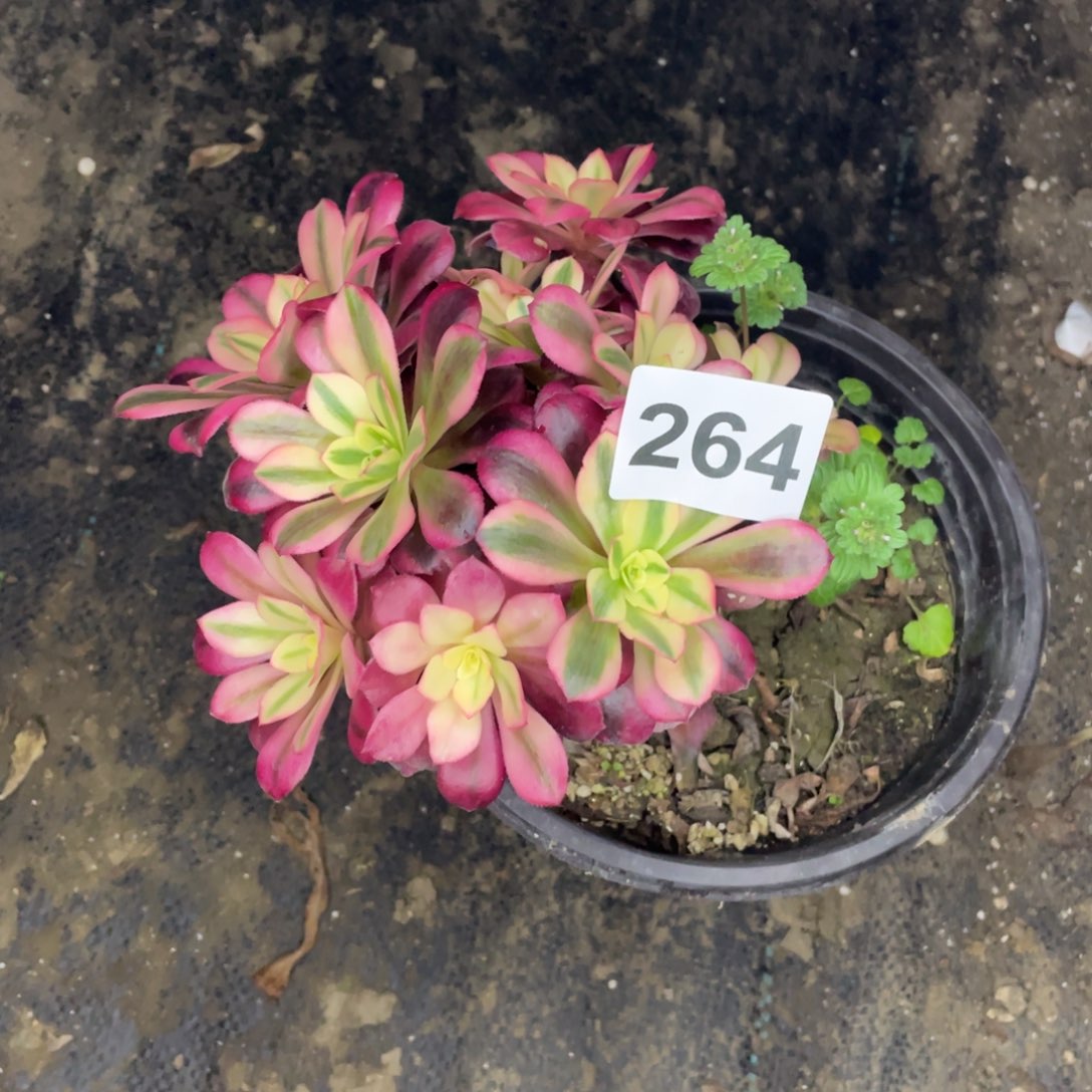 用****7264号美杜莎便宜处理不售后