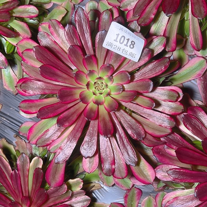 1018美姬多肉植物2号