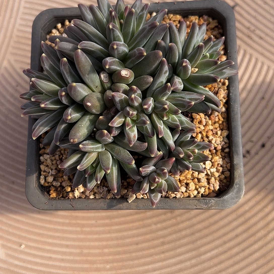 多头无砍梵高美人多肉