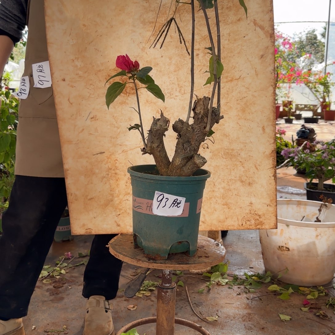 大部分花苞少量开放甜心 93脱