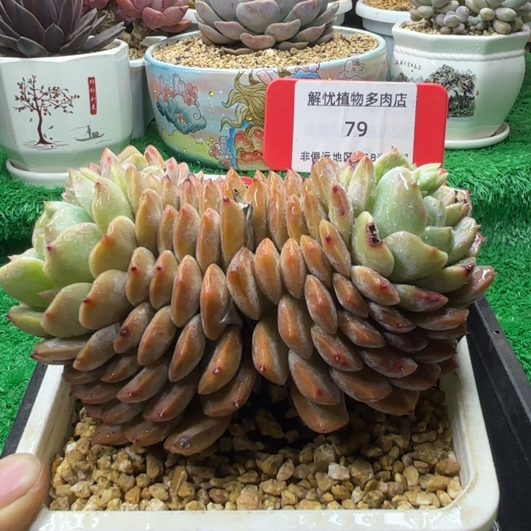解忧多肉植物编号79