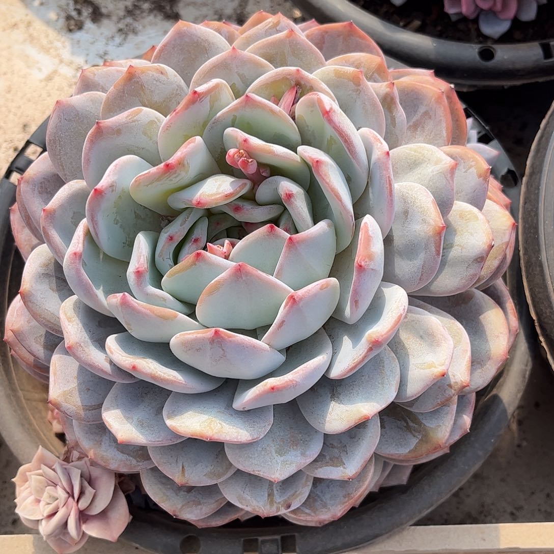 上**痕 寄养链接的肉肉的肉肉